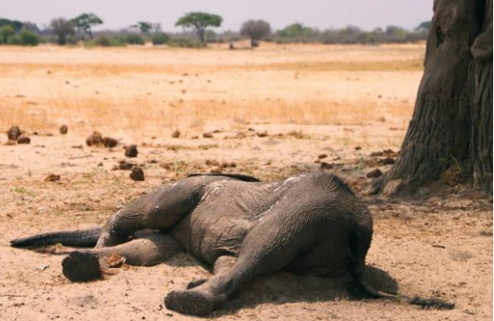 Cause of mysterious mass deaths of African elephants finally revealed